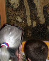 Mother and son examine the busy beehive closely.