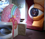 Picture of the eye and brain